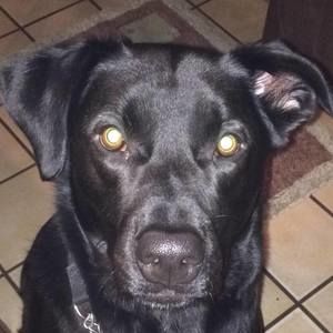 Meet your Posher, Diane